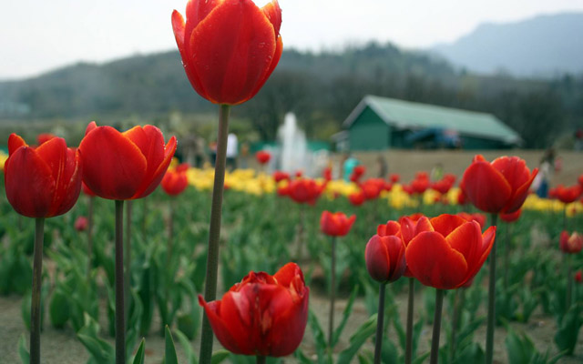 Tulips